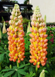 LUPINUS HYBRIDS «WEST COUNTRY GLADIATOR»